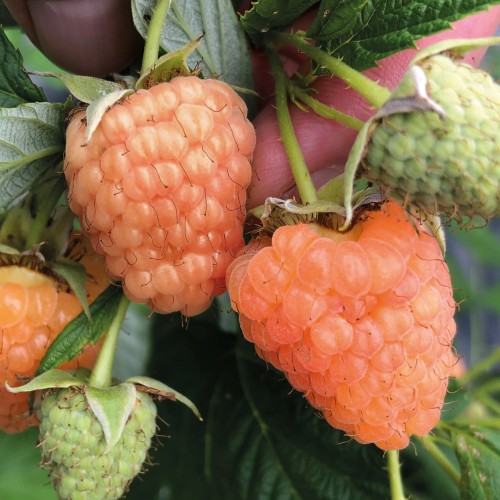 Rubus idaeus 'Summer Lovers® Garden Apricot' - Harilik vaarikas 'Summer Lovers® Garden Apricot'